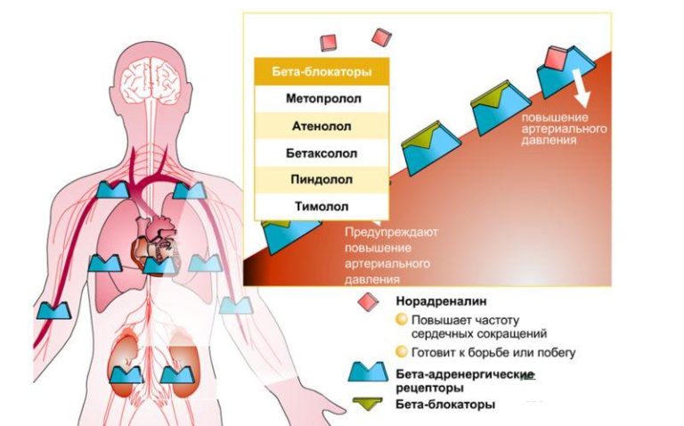 Бисопролол отмена препарата схема